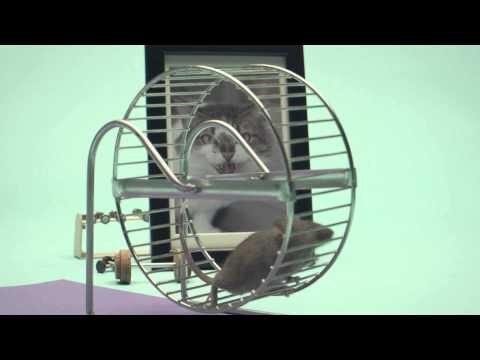 Radio 1 test BEL10-ideeën uit op muizen