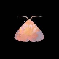 Chairlift presents "Romeo (video)"