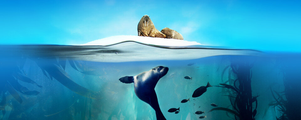 BBC's Blue Planet II Live In Concert op 10 maart in Paleis 12