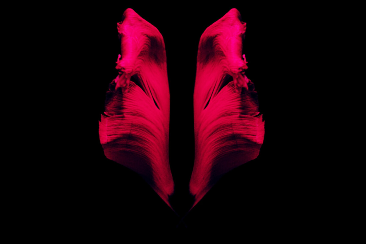 Francesca Lombardo shares debut LP ‘Life Of Leaf’