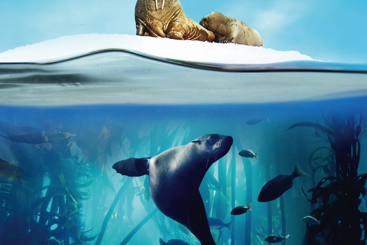 Blue Planet II - Live In Concert naar Ziggo Dome