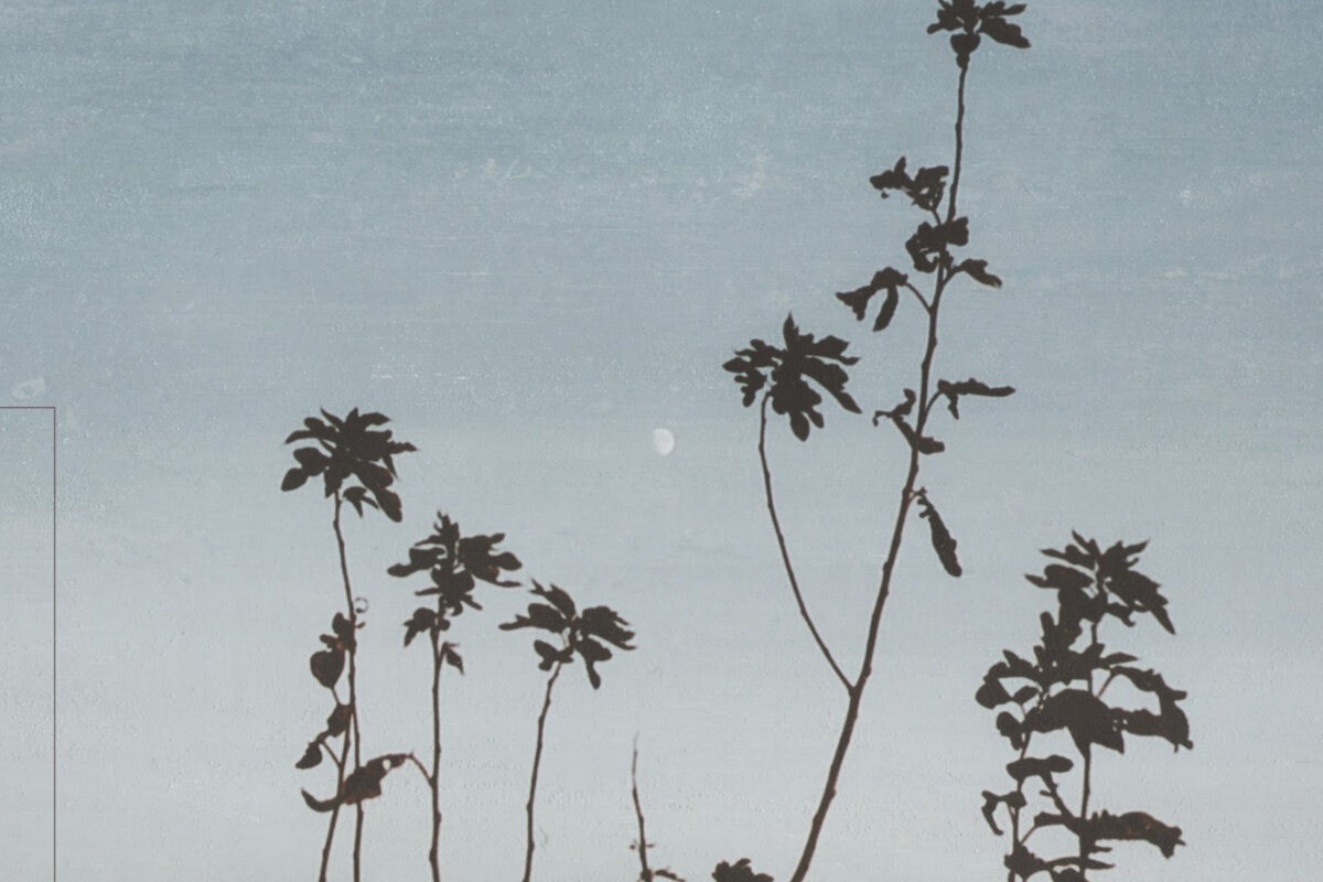 Japan's Lycoriscoris releases new single 'Utsurou' + relaxing Zen Garden video