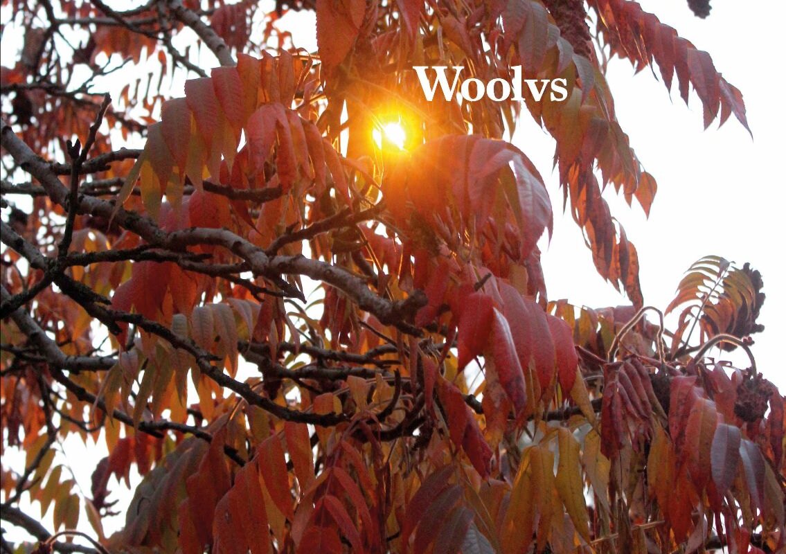 De Brusselse band Woolvs releasen hun debuut 'Evening Planet'.