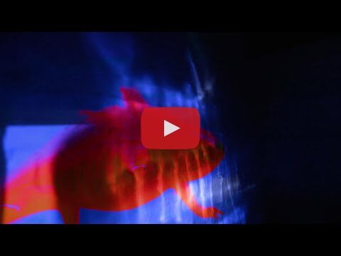 Marble Sounds lanceert Axolotl | bevreemdend en fascinerend ... 