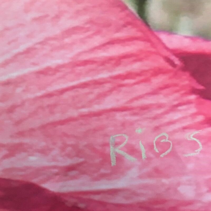 Tirzah unveils brand new song “Ribs”