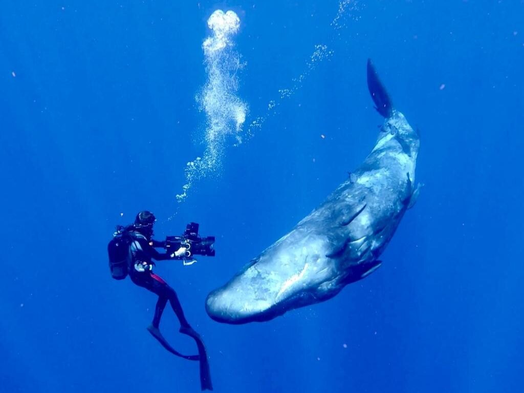 Tom Waes als verteller in natuurfilm WHALE NATION - 14 juni in de bioscoop