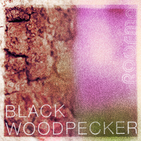 Nieuwe single Roofman: Black Woodpecker