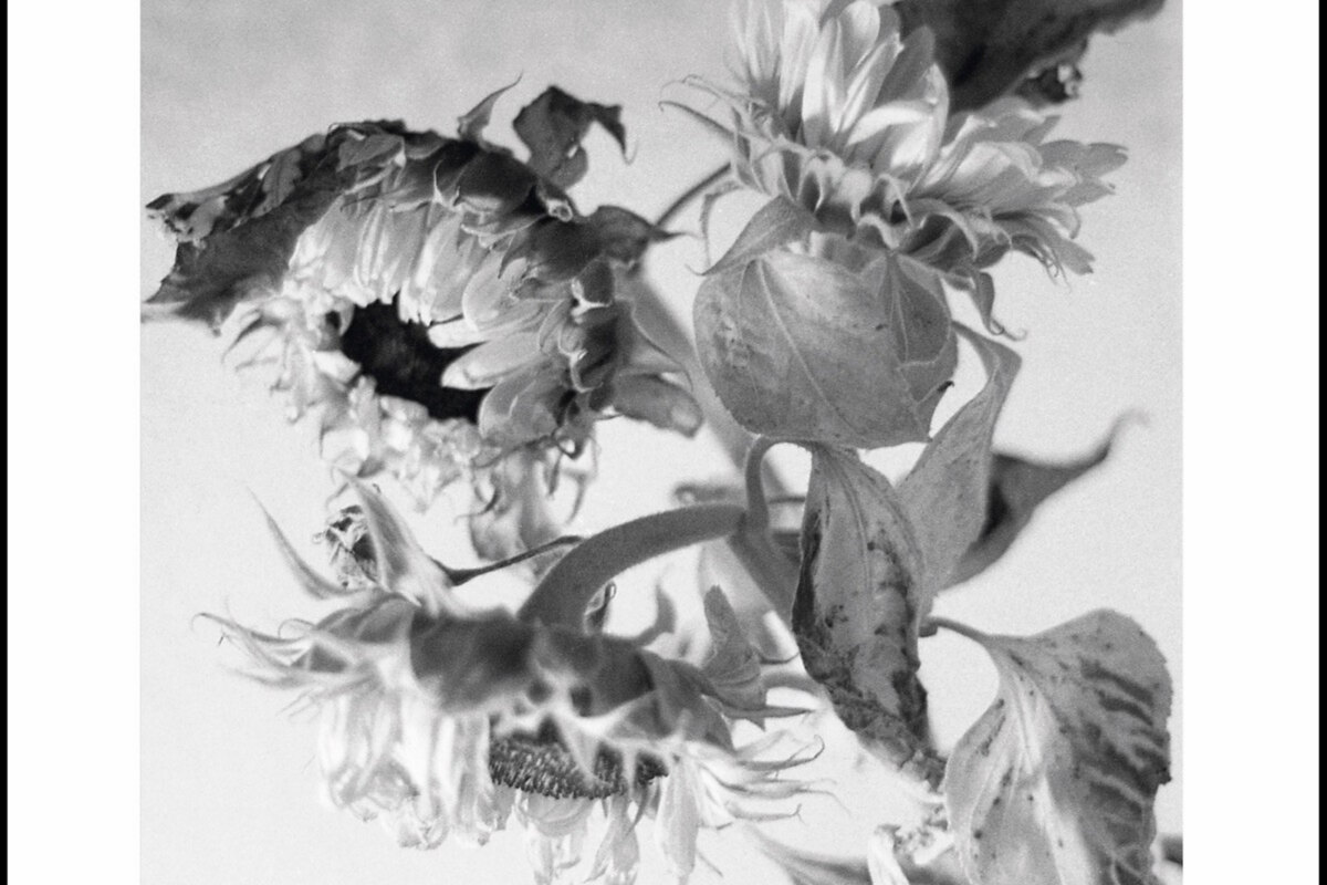 And Also The Trees- 'Mother-of-pearl Moon' : new album by UK alternative rock act out 23.02.24 | video for 'This Path Through The Meadow' 