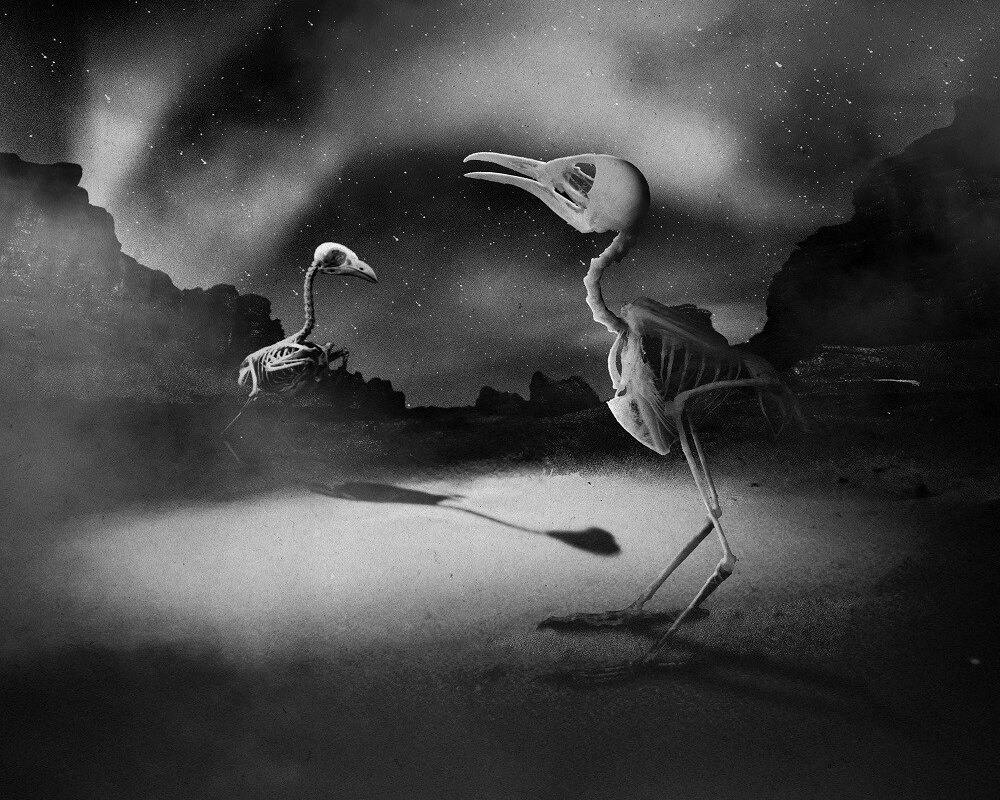 Telltale Four Piece Release Brilliant New Single 'Cardinals'