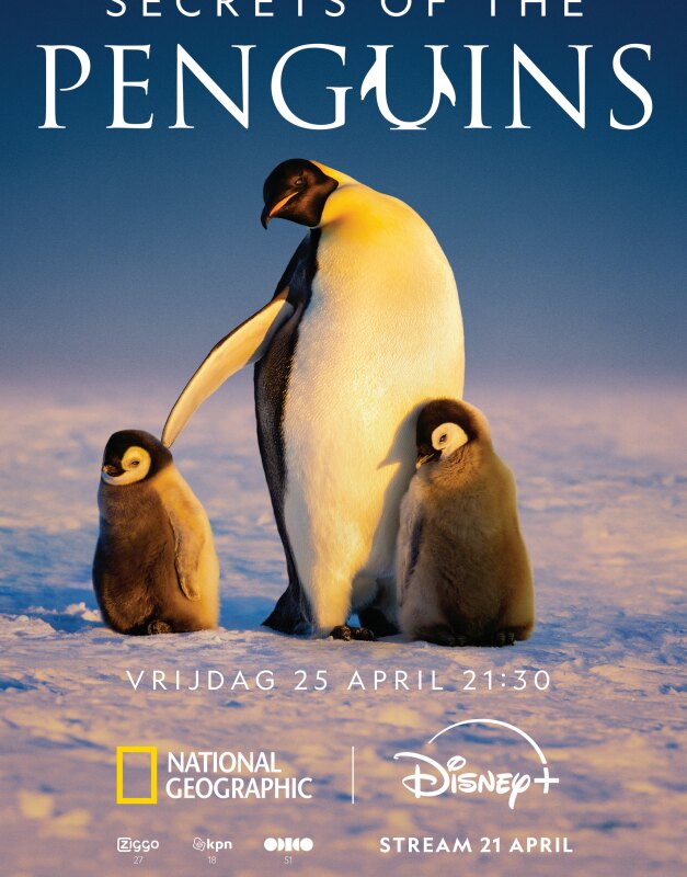Secrets of the Penguins valt te bekijken op Disney+