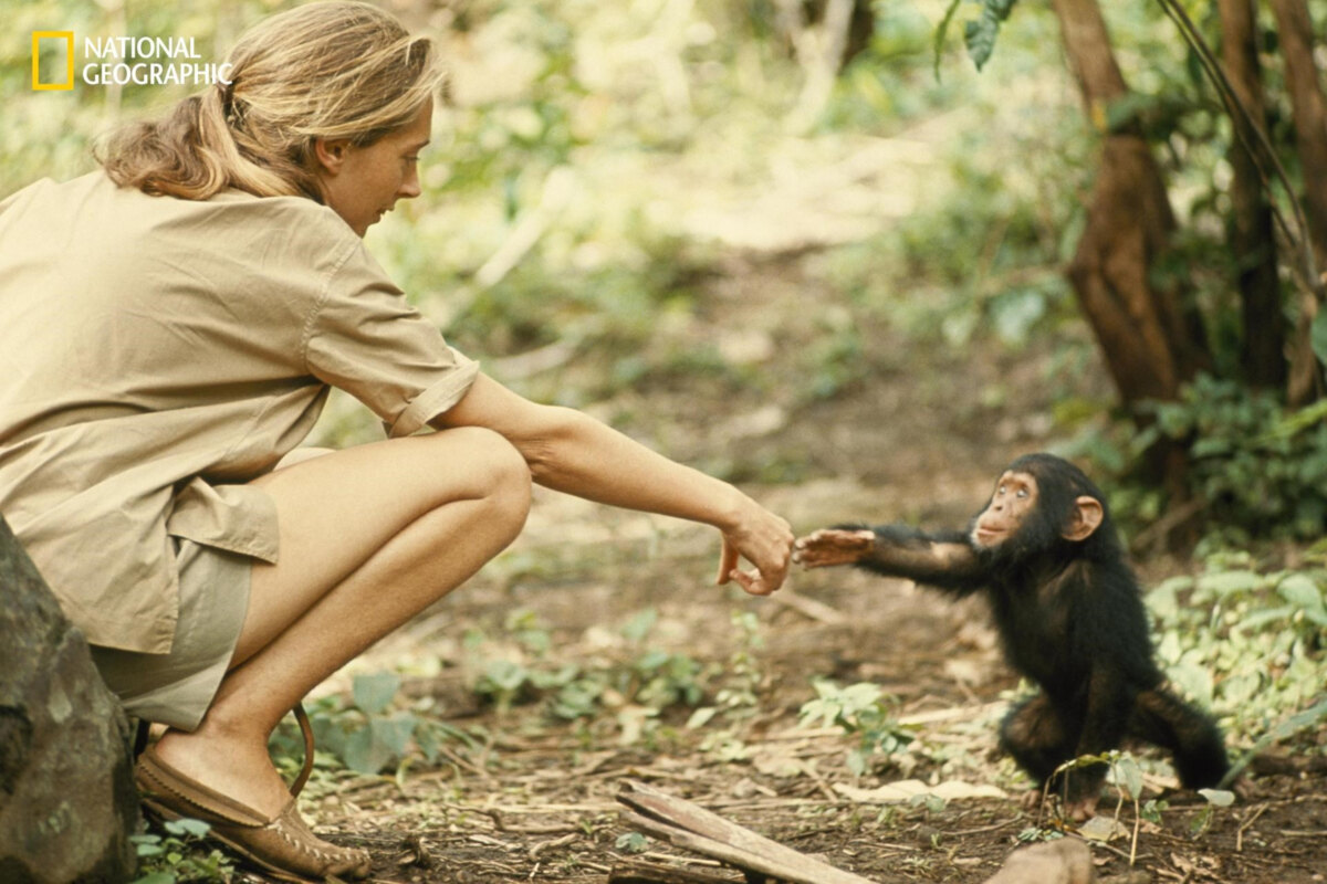 A tribute to Dr. Jane Goodall op National Geographic