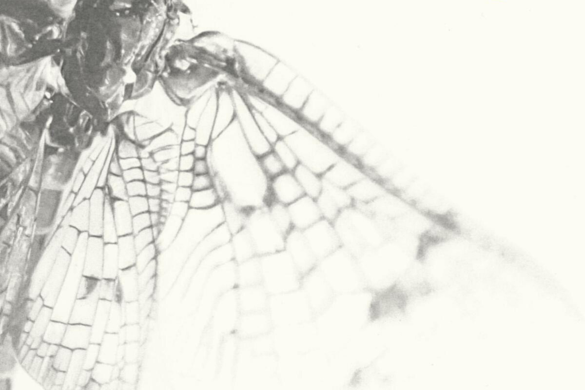 Roger Eno’s Third Solo Album for Deutsche Grammophon: Without Wind / Without Air