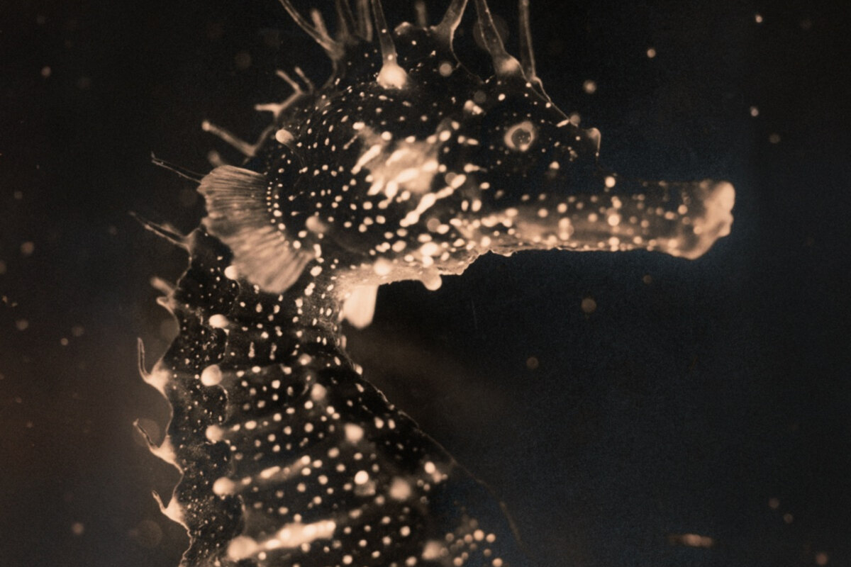 Tender Ender releases Black Swan