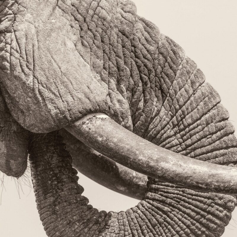 White Elephant (Crazy P + Smith & Mudd Members) Release Debut Album "World Elephant Day", Out Now