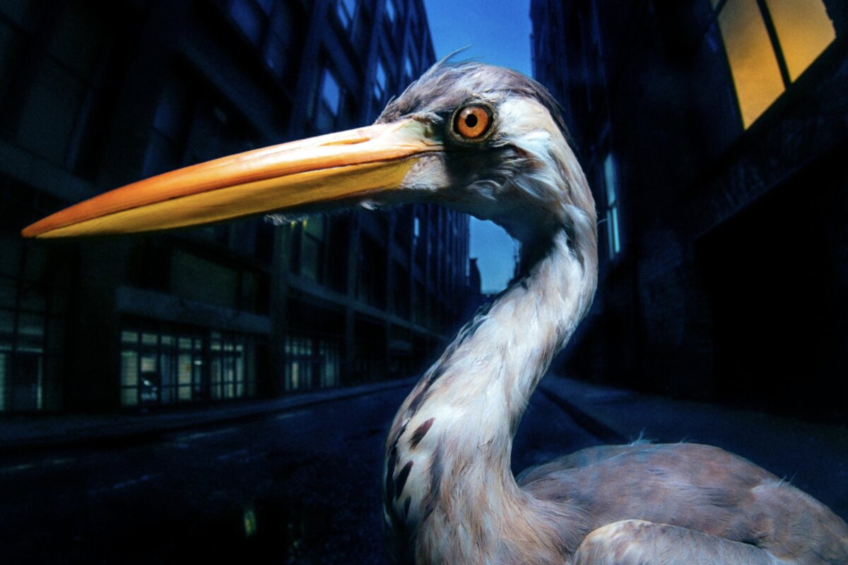 Antony Szmierek announces his second album, Decoding Birdsong, 
