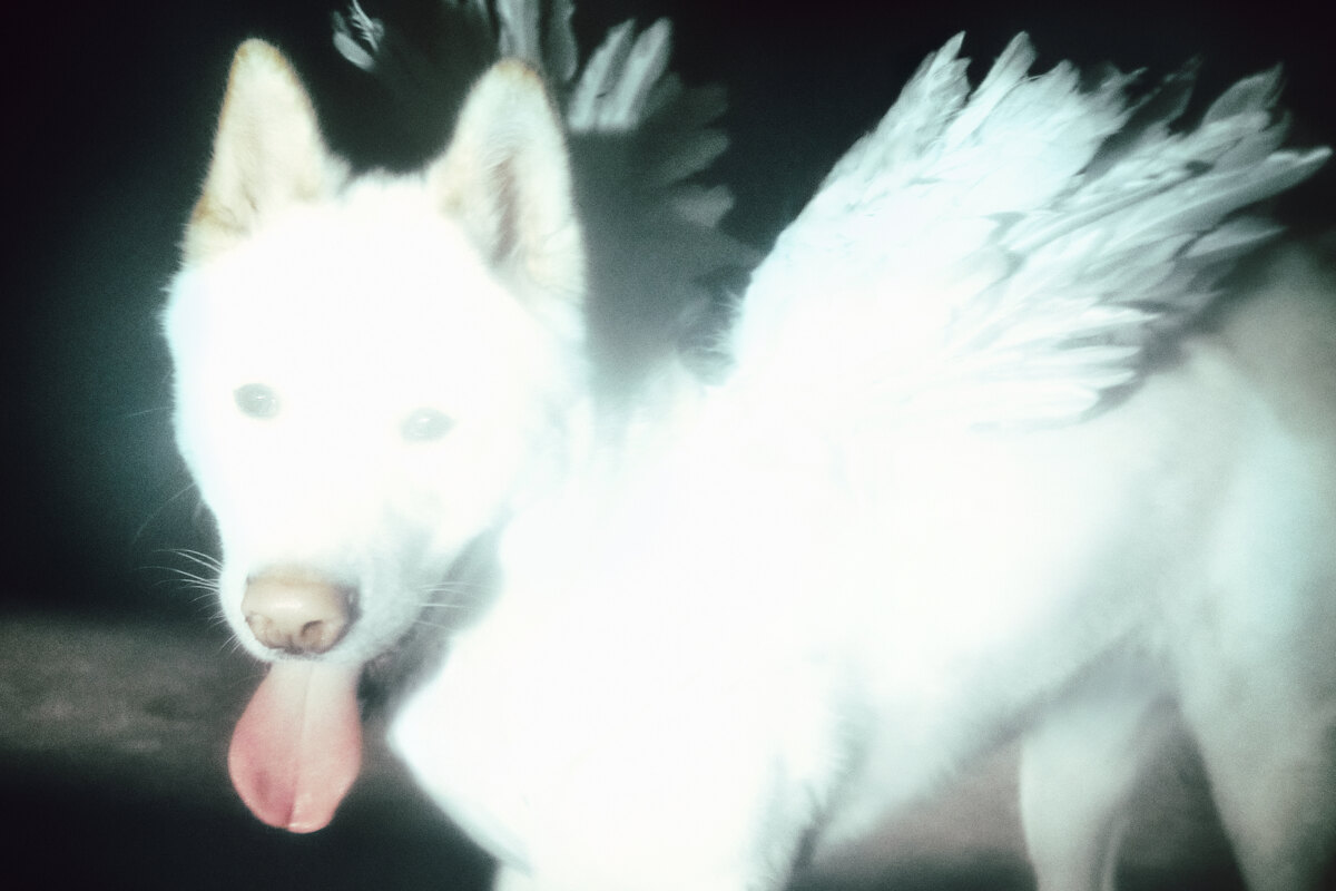 Fat Dog announces second album "Cancel Me (I'm Tired), out 2 October
