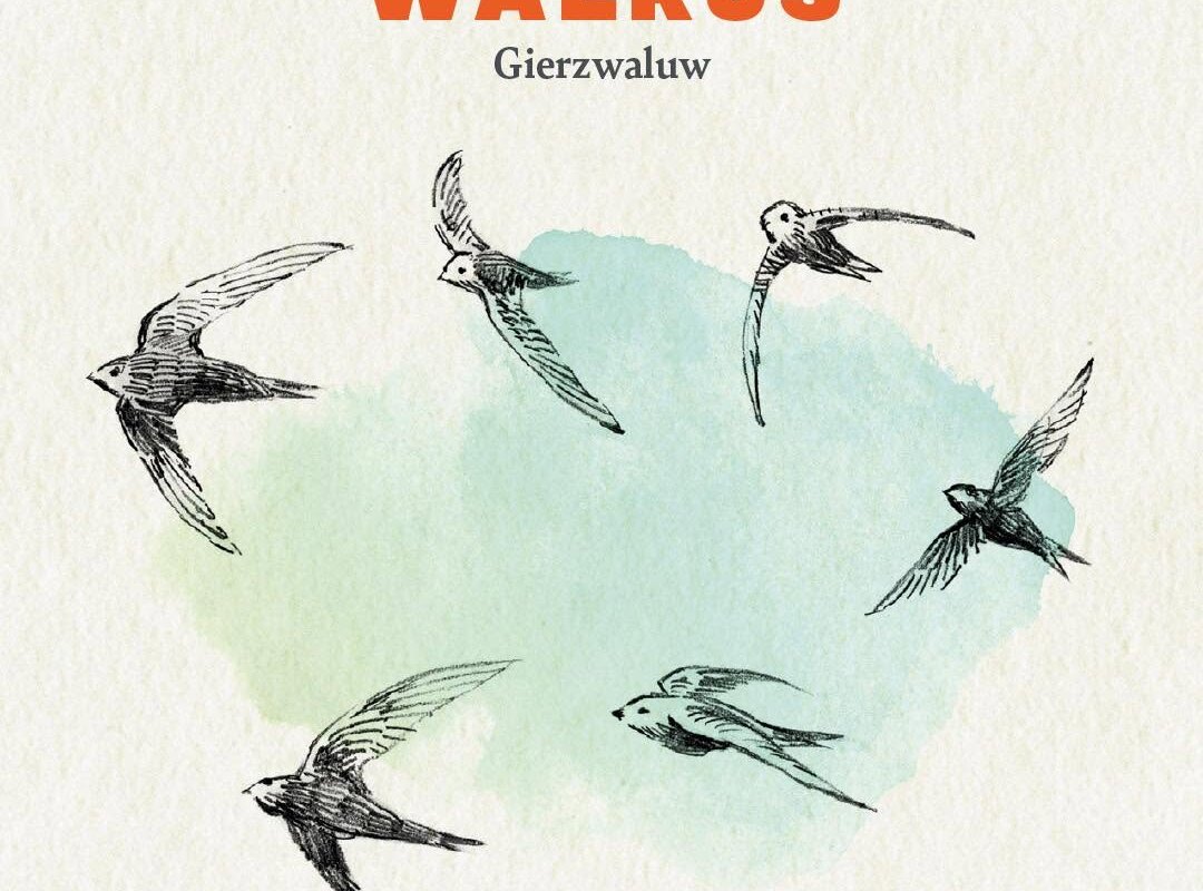'Gierzwaluw' is het nieuw album van Walrus, band rond Geert Noppe.