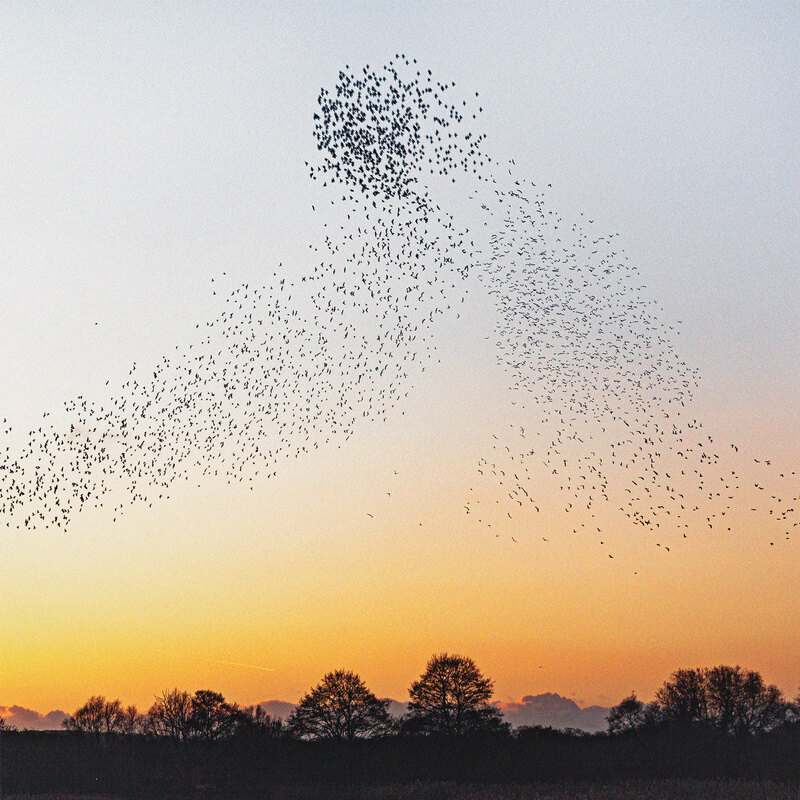 Single out now: Erland Cooper "Dawn Chorus - I. Paradisaea - Andante moderato"