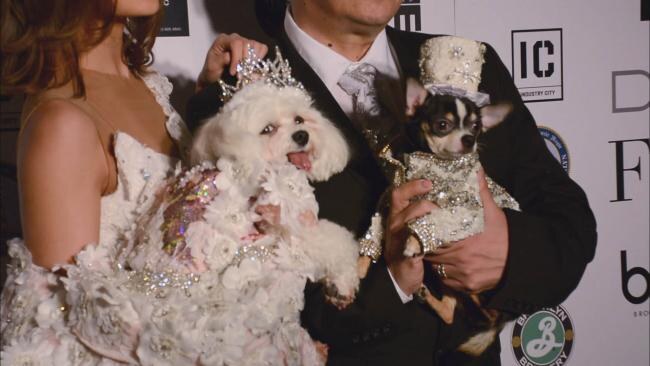 Telefacts Zomer: De rijkste honden ter wereld
