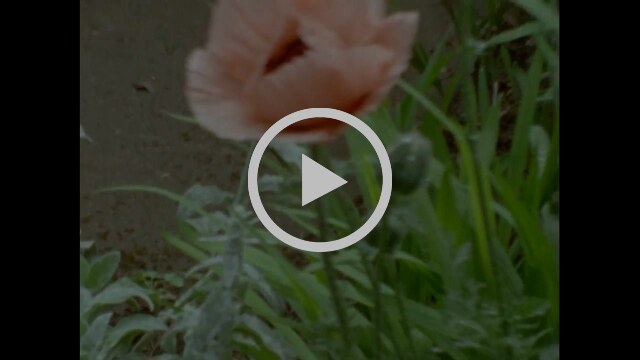 Counterparts announce new album "You're not you anymore" with Bouquet video