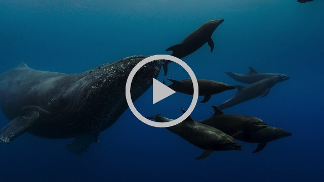 Disneynature's Blue: duik in een oceaan vol verrassingen! 