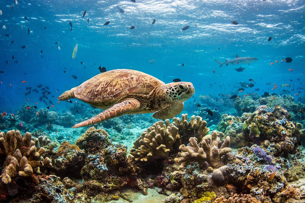 Ontdek de Vlaamse vertelstem in Disneynature's Blue!