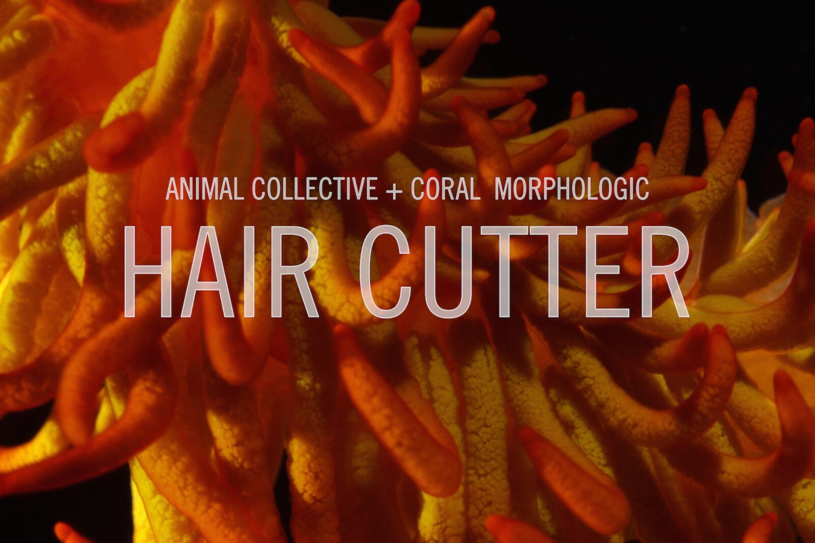 Animal Collective announce audiovisual album 'Tangerine Reef' out August 17