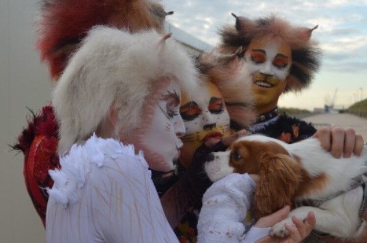 Meet & greet met CATS-katten op werelddierendag