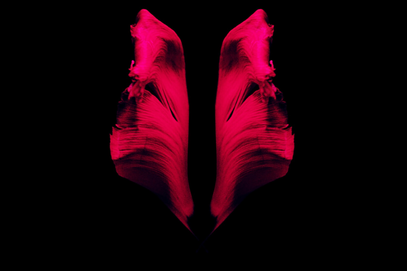 Francesca Lombardo shares debut LP ‘Life Of Leaf’