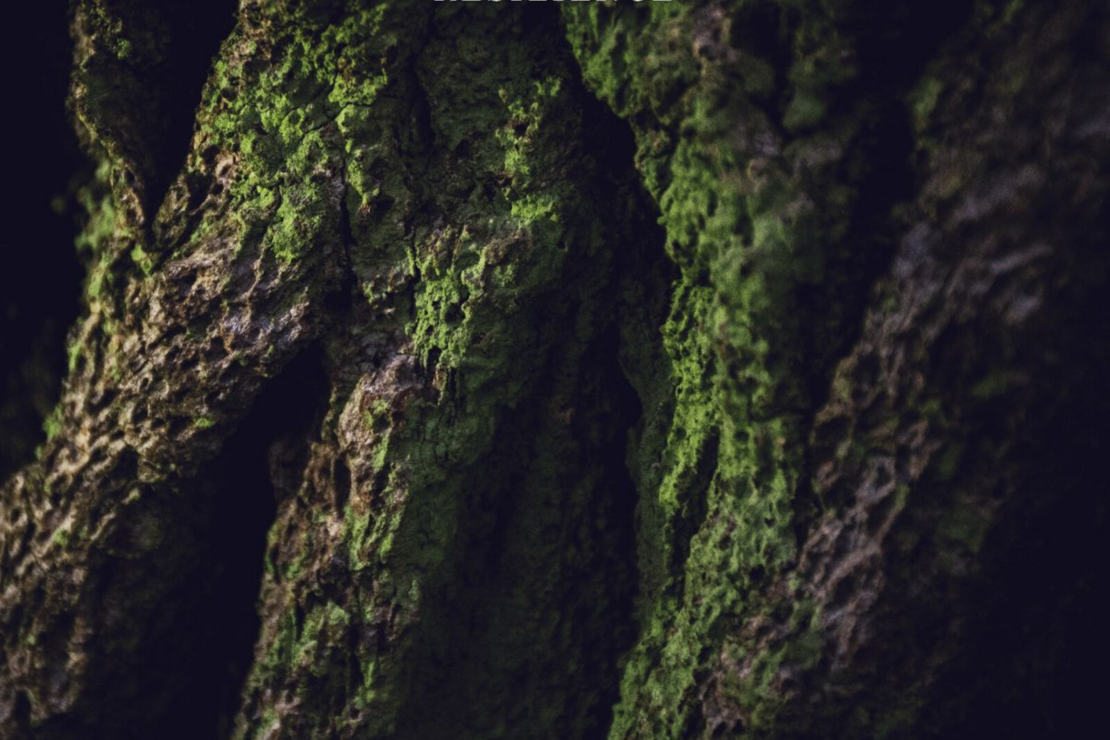 Nick Warren’s ‘The Soundgarden’ Label Announces Debut LP From Nicolás Rada