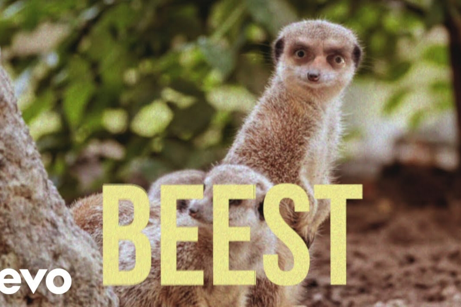 Fleddy Melculy: ontdek de nieuwe single Beest!