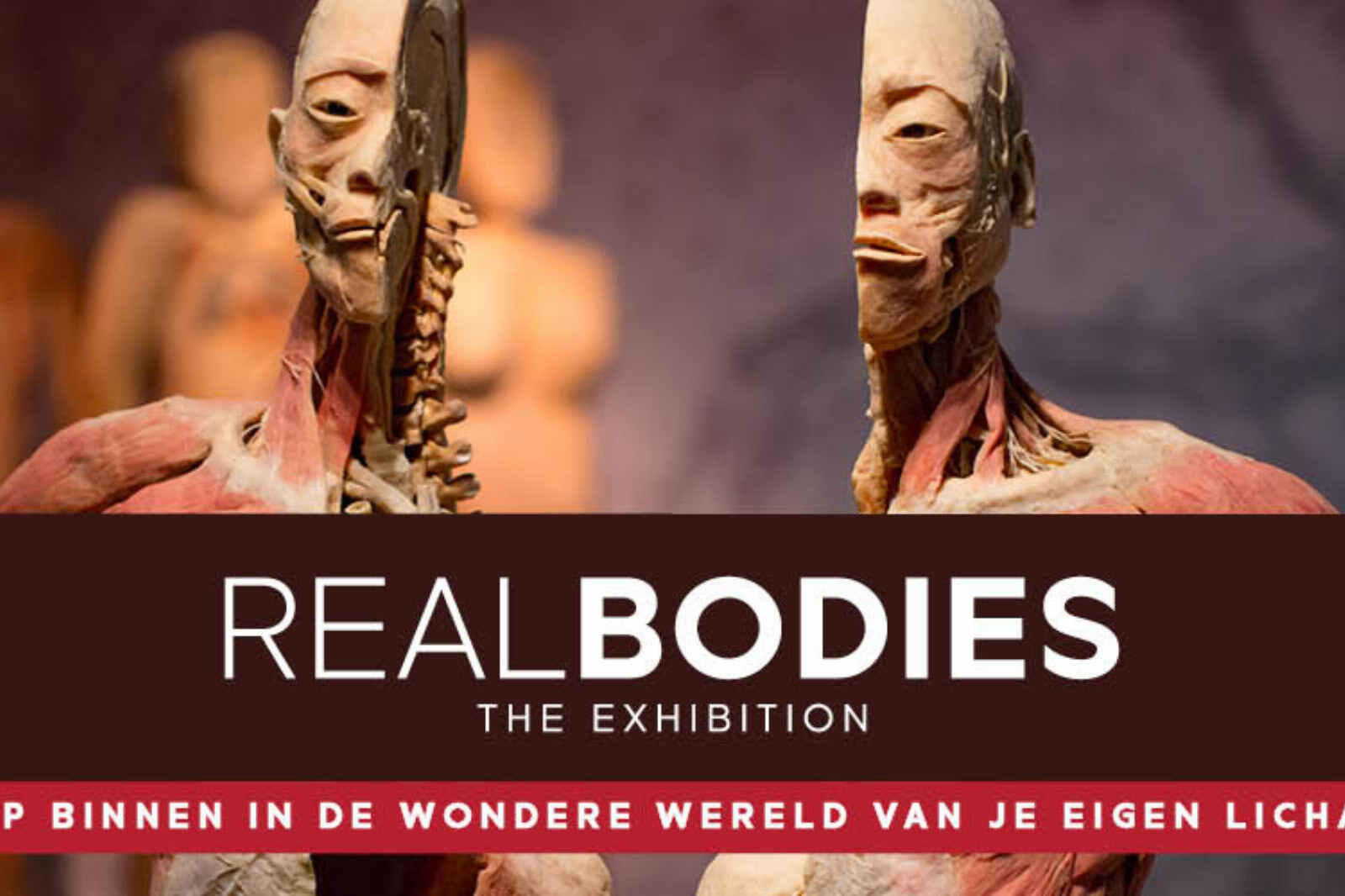 Fascinerende Expo 'REAL BODIES' komt naar Sportpaleis Antwerpen
