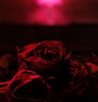 The Paper Kites releases Roses