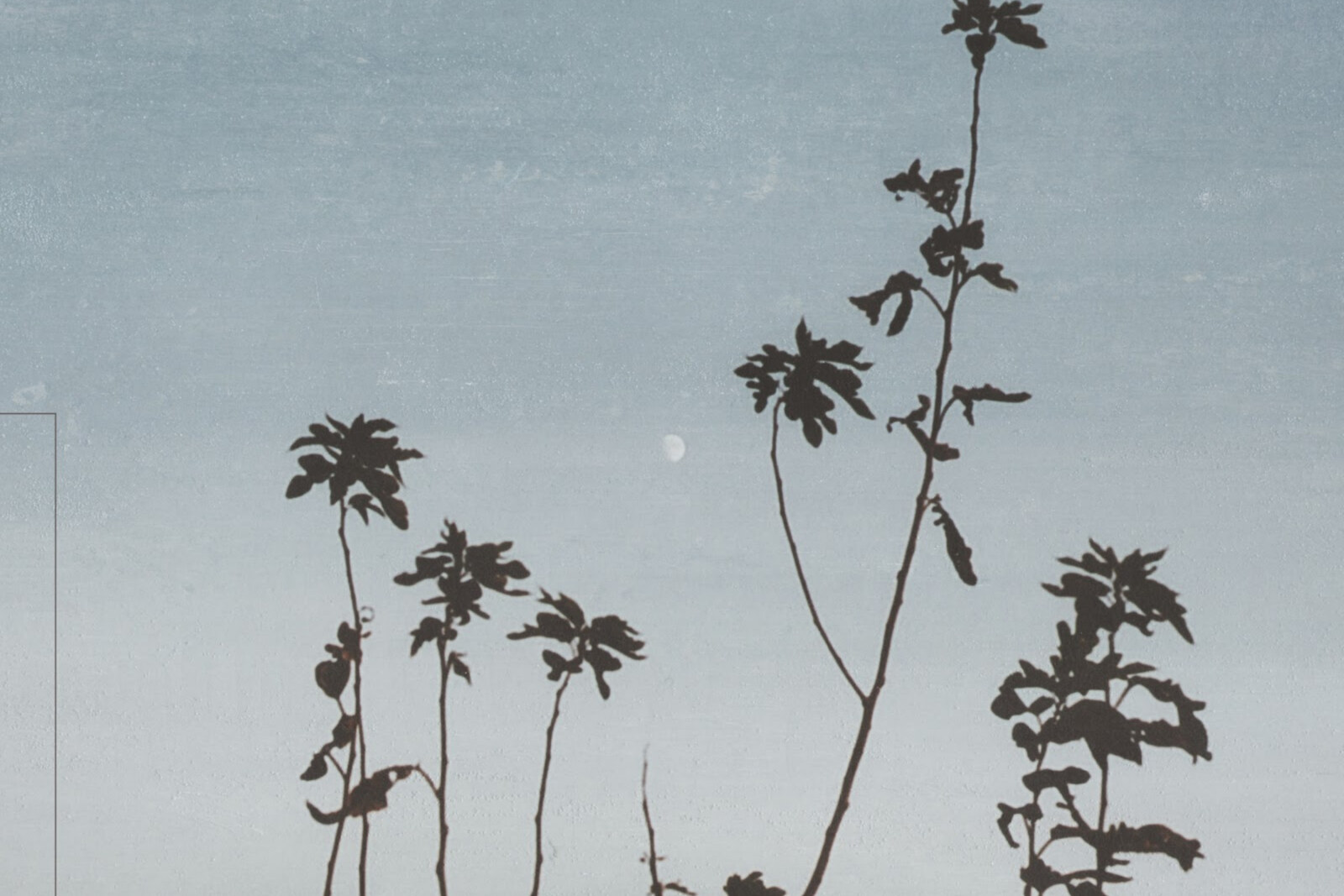 Japan's Lycoriscoris releases new single 'Utsurou' + relaxing Zen Garden video