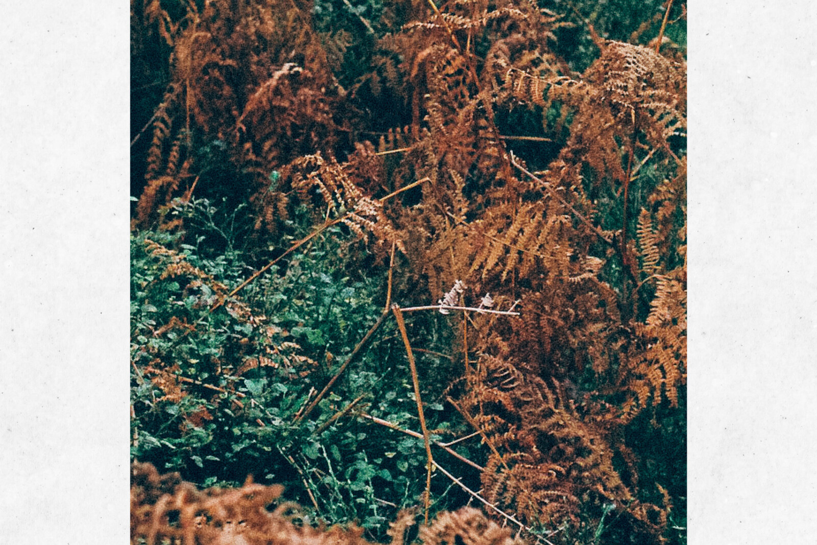 Glass Museum launches second single Caillebotis from upcoming album Reflet