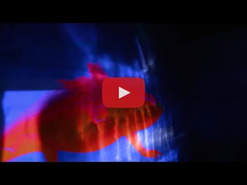 Marble Sounds lanceert Axolotl | bevreemdend en fascinerend ... 