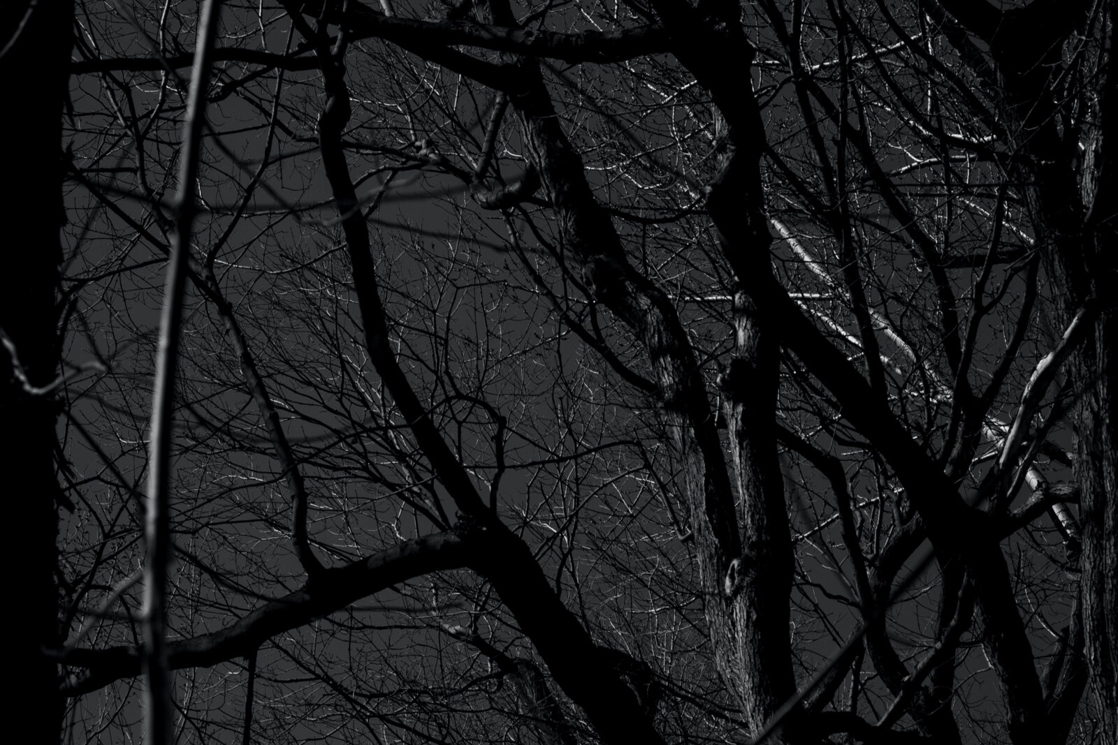Montreal's The Occult Announces Debut Self Titled Album And First Single “In This Night”