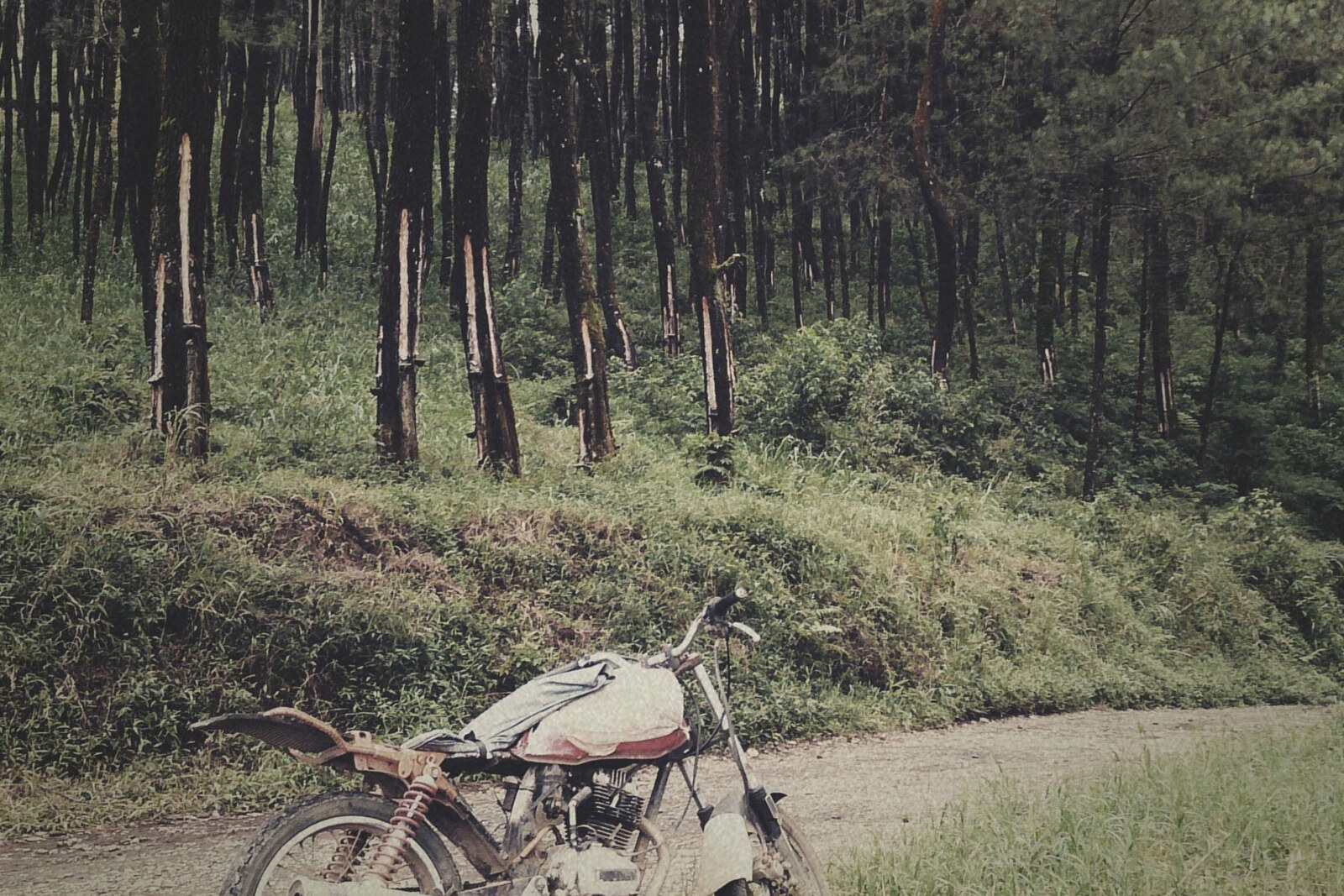 Green Arthur,  shared his captivating new single "Pine Needles