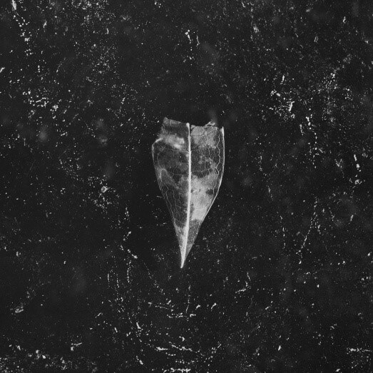 Bees Made Honey In The Vein Tree release new single 'Threatening'!