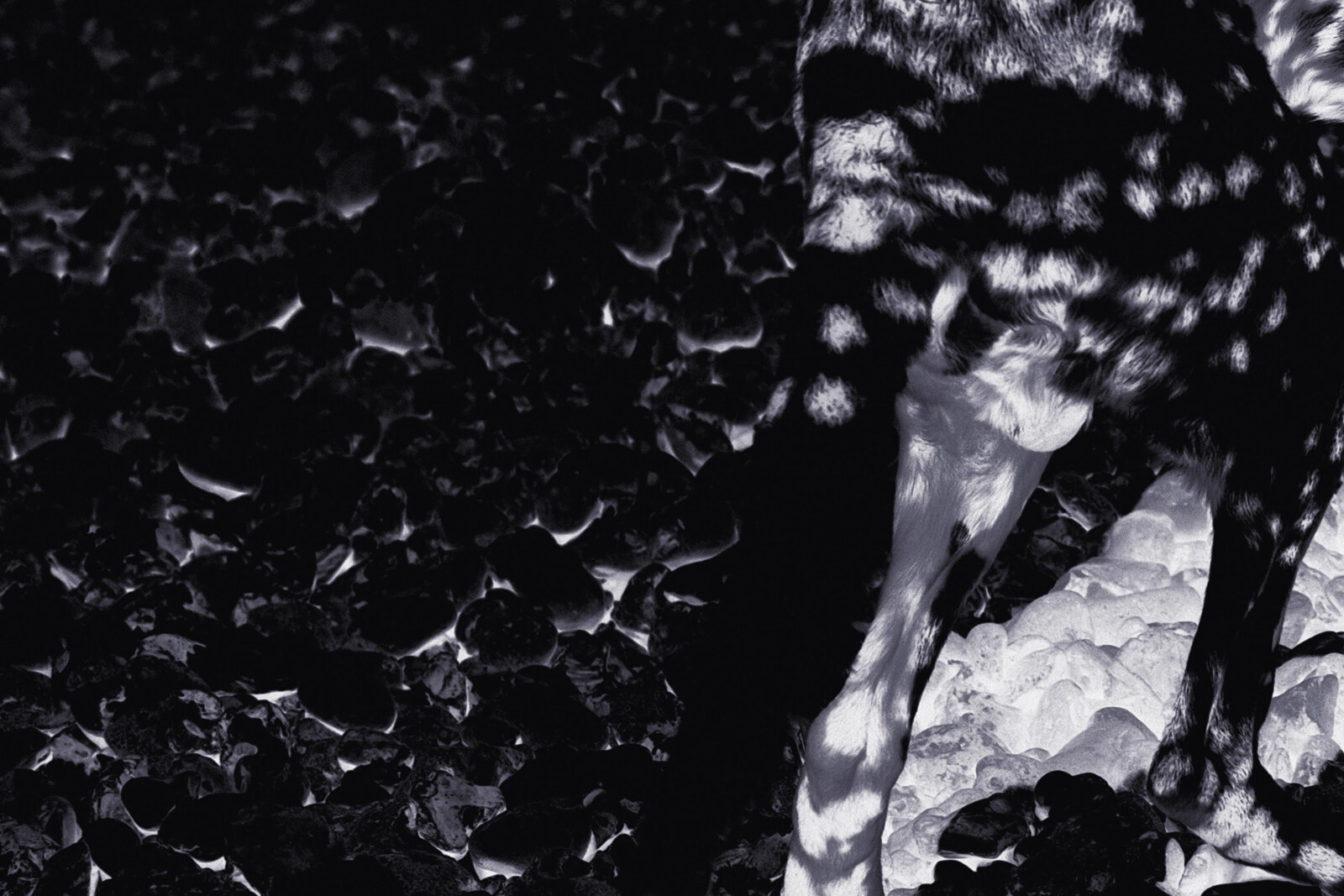 Statue', tweede single van de nieuwe plaat van Camille-Alban Spreng's ODIL feat. Nina Kortekaas. Release van full album 'Unheimlich' op 29 september via W.E.R.F. Records.