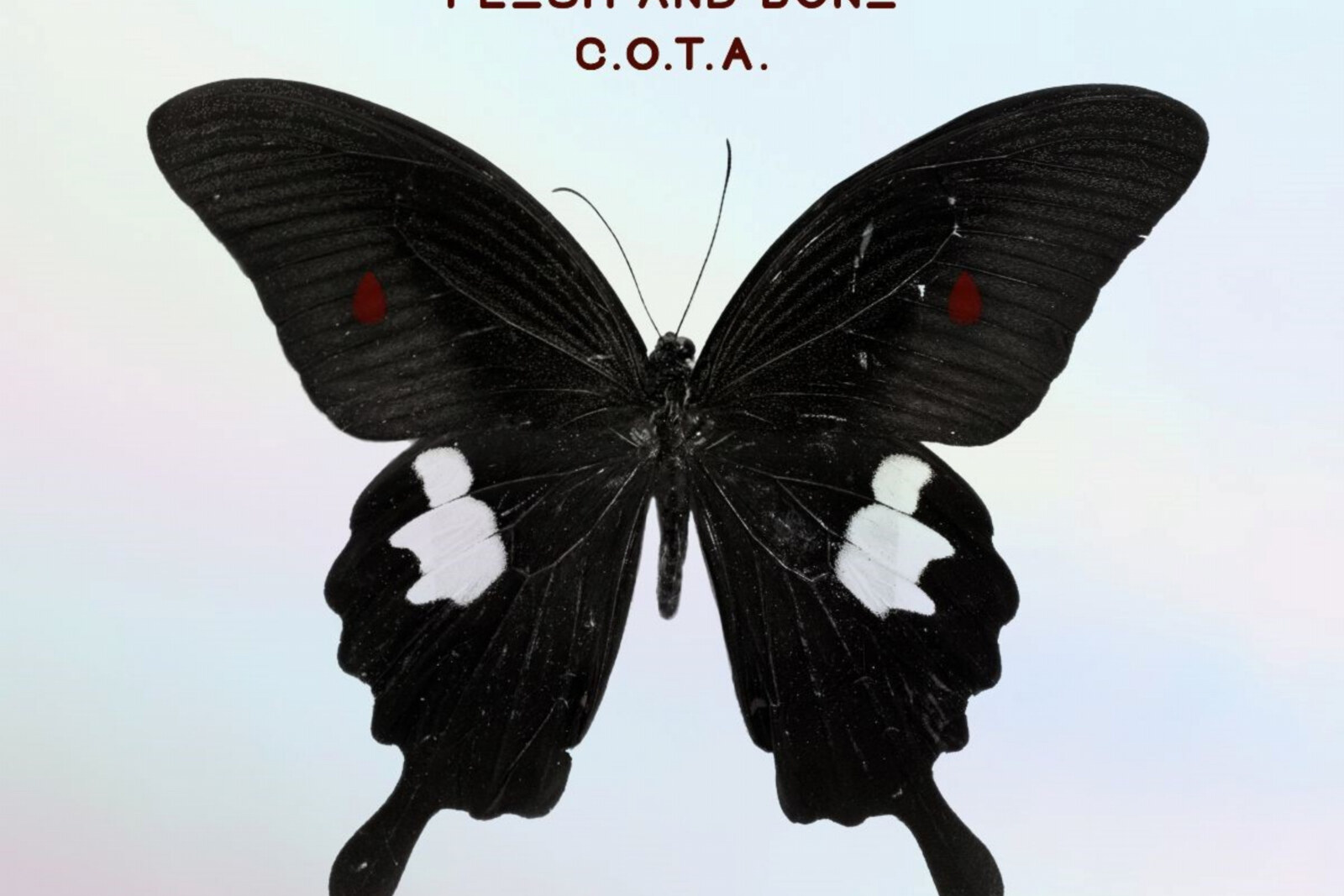 The Cult present 'DEATH CULT - 8323' 7" - featuring two brand new tracks