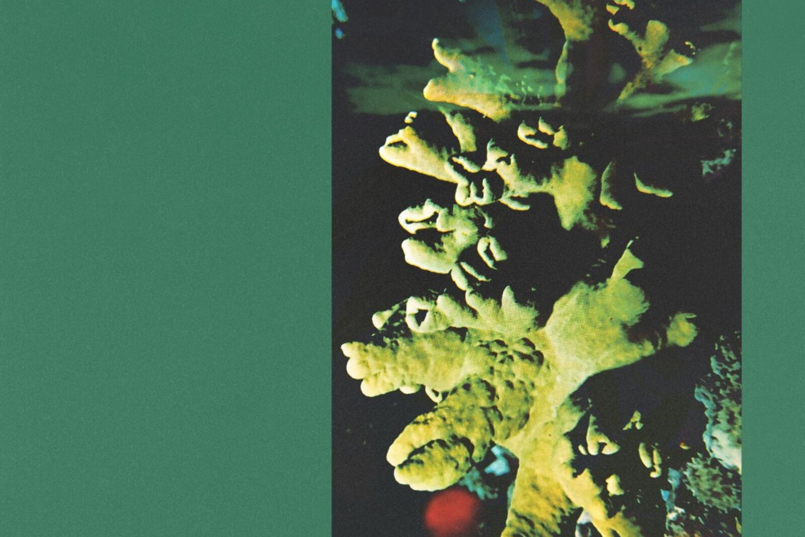Jungle By Night release new EP 'Tone Melisse'