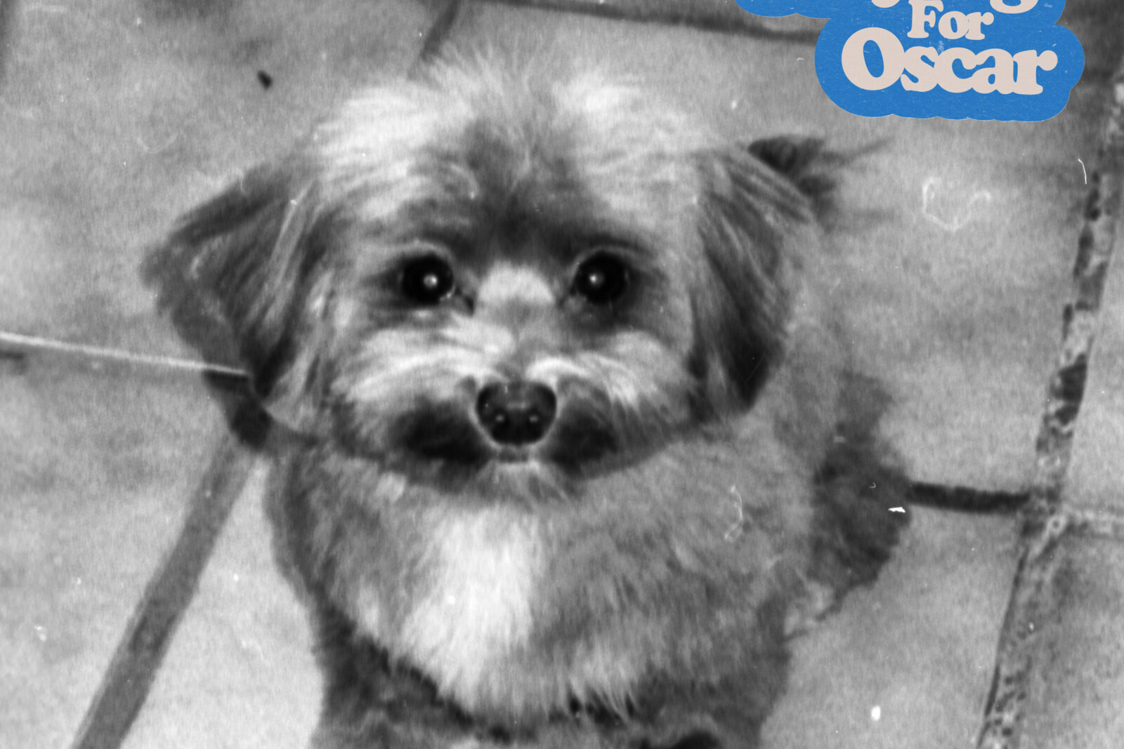 Playing For Oscar', het nieuwe album van SUWI, out now via W.E.R.F. Records