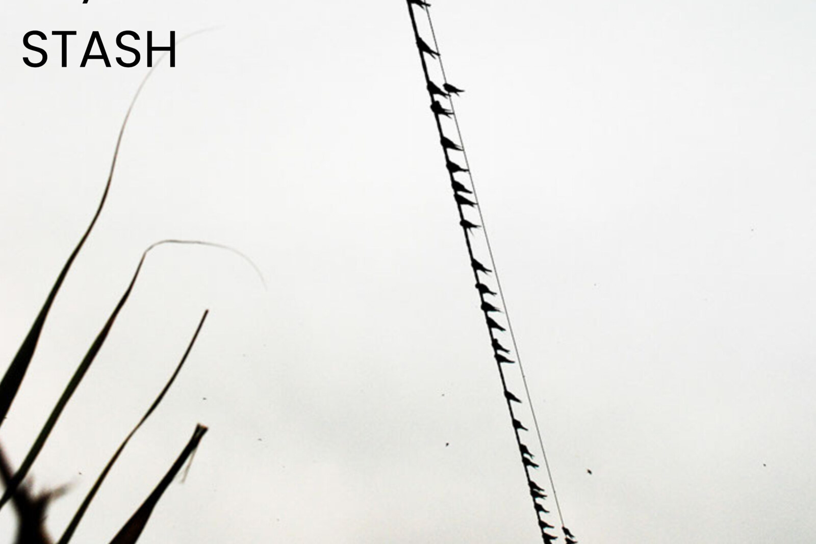 Stash releases new single 'Crystal Bowl Filled With Feathers' and announces release new album