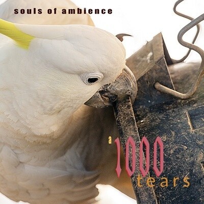 Aussie Progressive Rock Phenomenon Souls of Ambience Signs with Wormholedeath