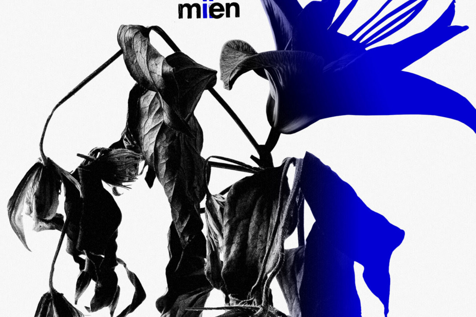 Mien (Fuzz Club) announce LP & share single