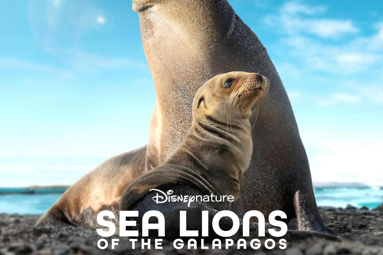 “Sea Lions of the Galápagos” van Disneynature gaat op 22 april in première op Disney+