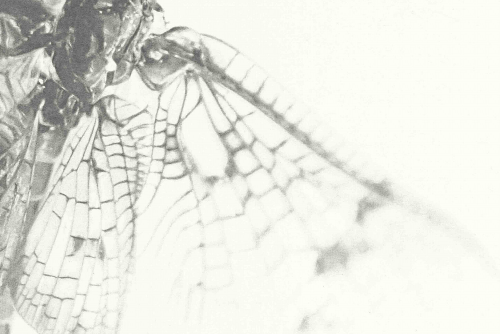 Roger Eno Announces New Album -  Without Wind / Without Air