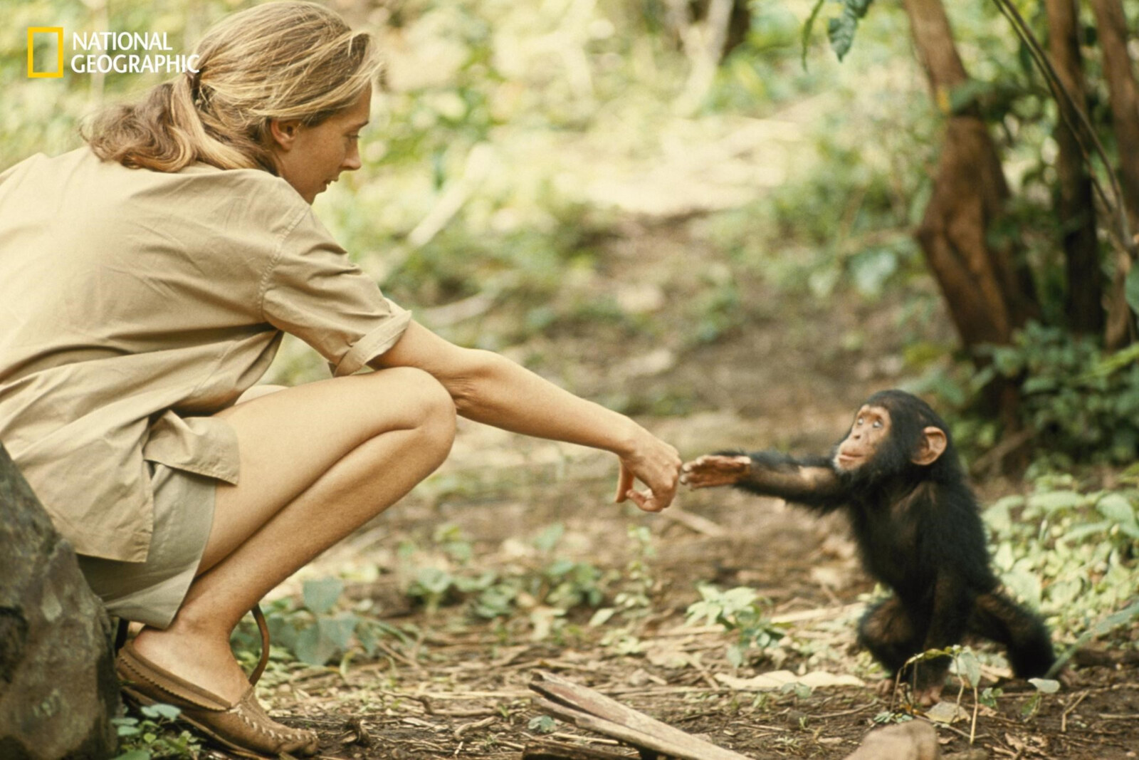 A tribute to Dr. Jane Goodall op National Geographic