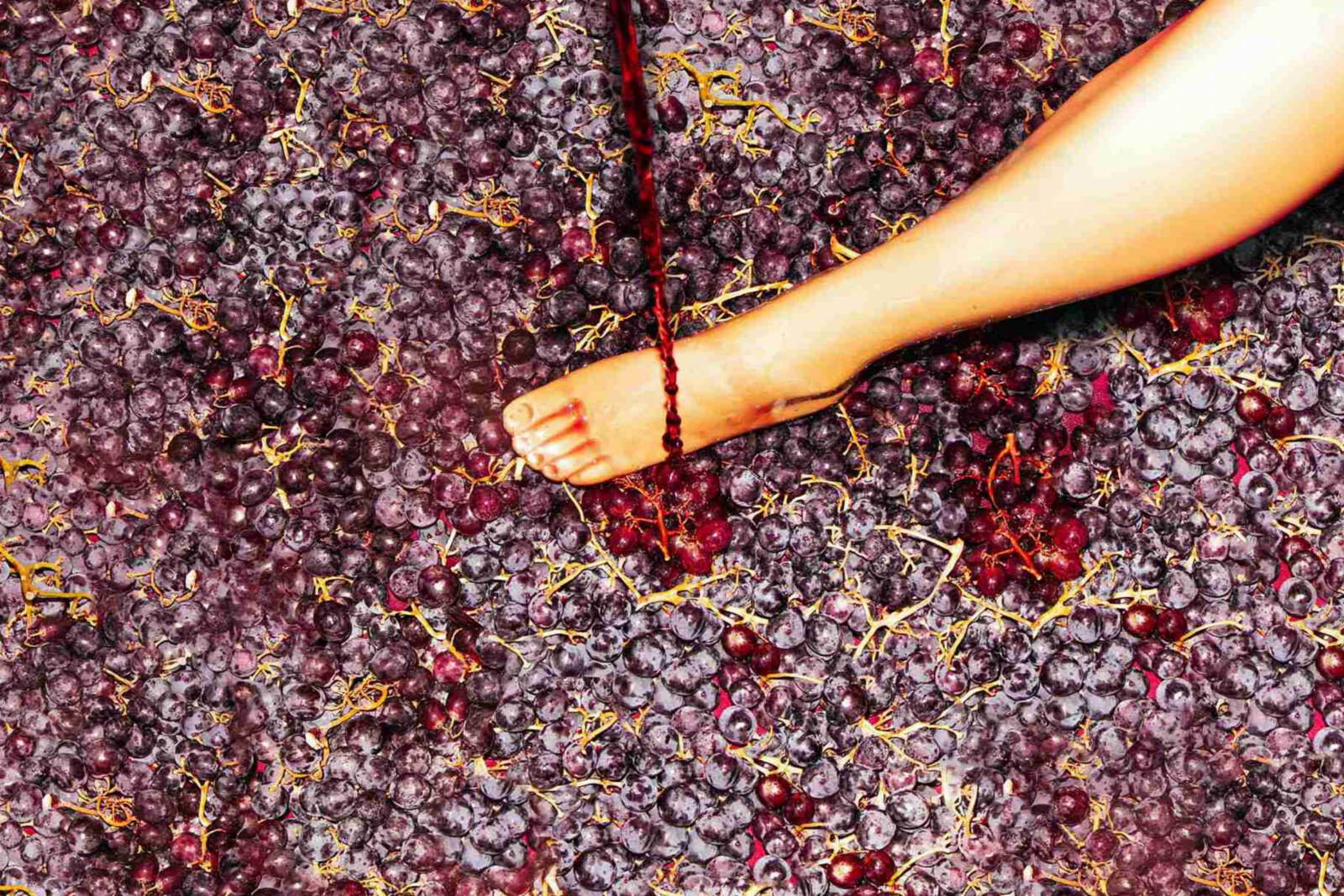 De nieuwe single van Cesar Sun is nu uit 'Where Is The Wine?'